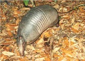 armadillo2.jpg